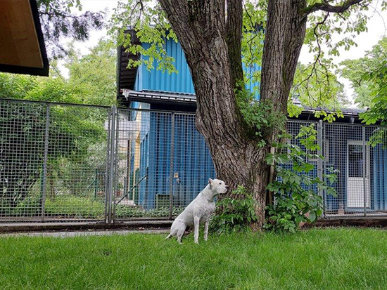 Das Tierheim Salzburg