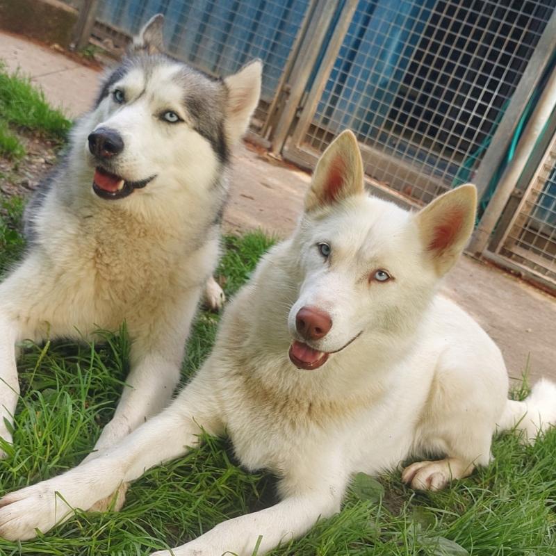 Wir bieten Urlaubspension für Hunde, Katzen und Kleintiere an