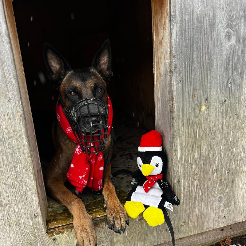 Heiligabend im Tierheim