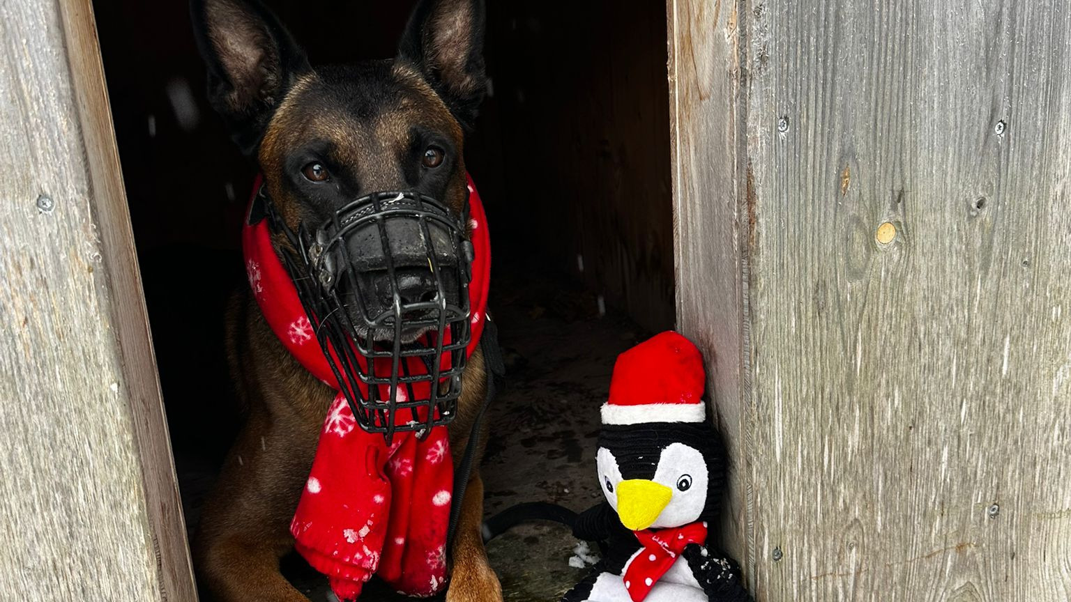 Heiligabend im Tierheim