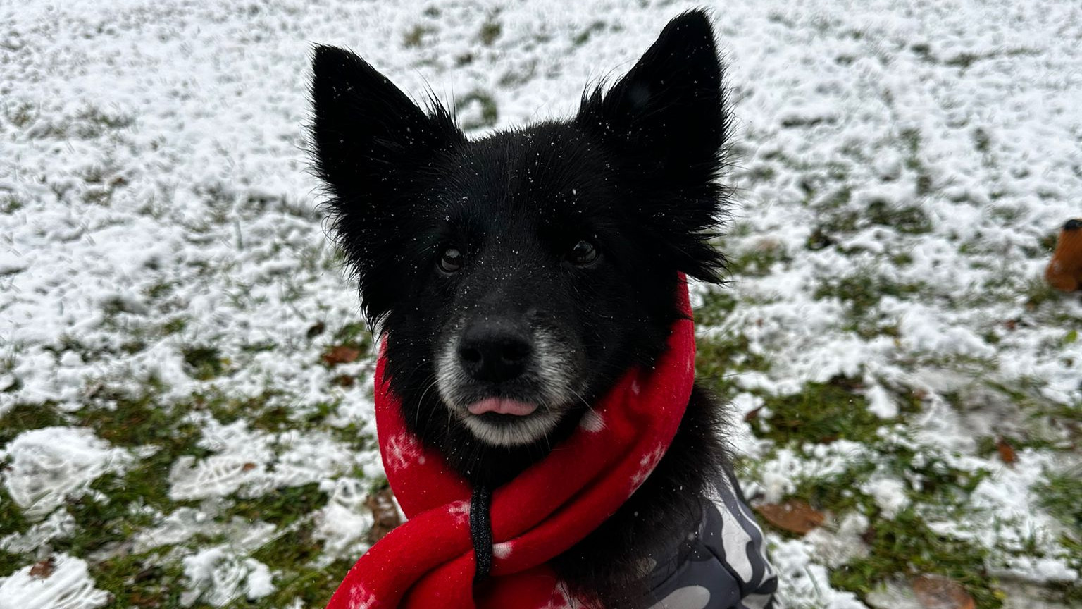Heiligabend im Tierheim