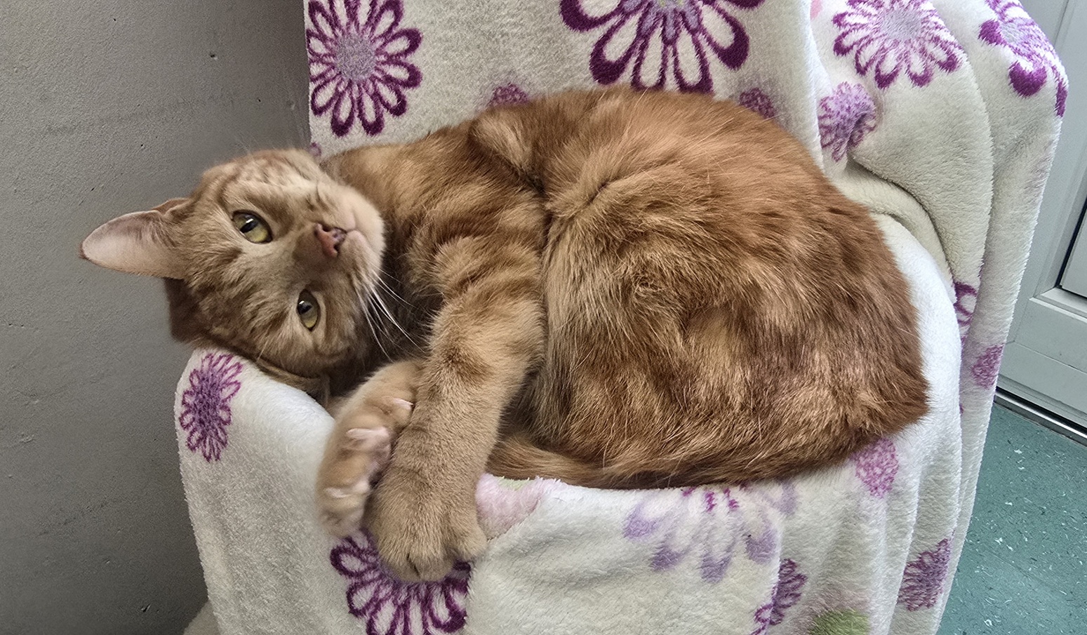 Emina - besondere Fundkatze sucht Menschen mit Herz