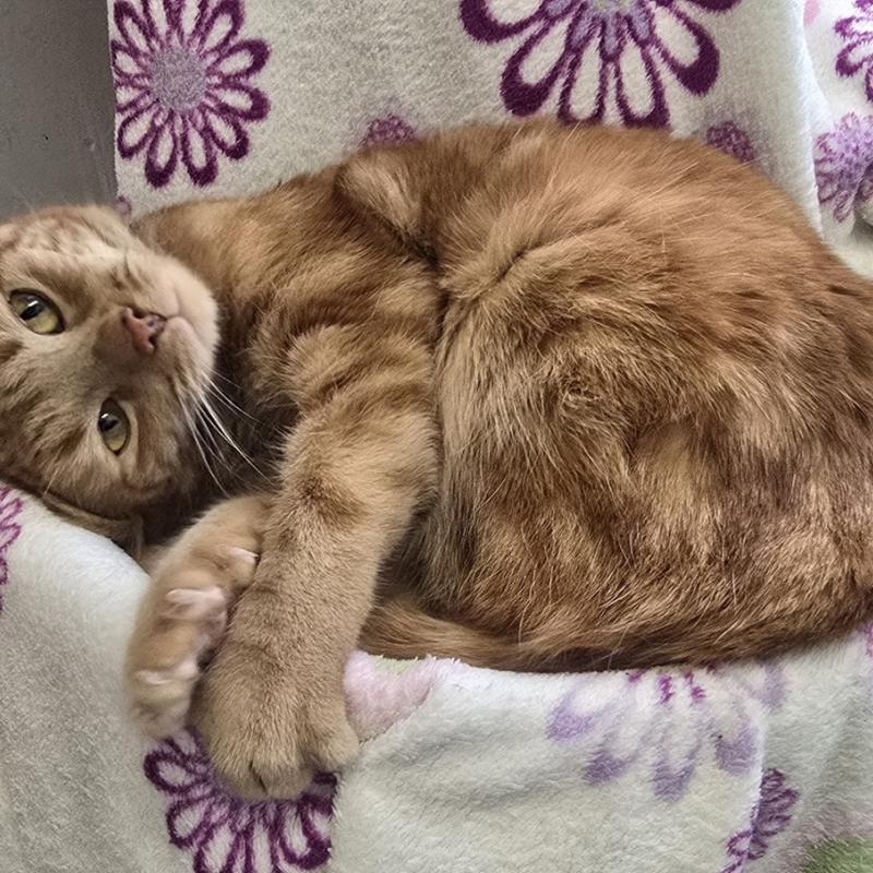 Emina - besondere Fundkatze sucht Menschen mit Herz