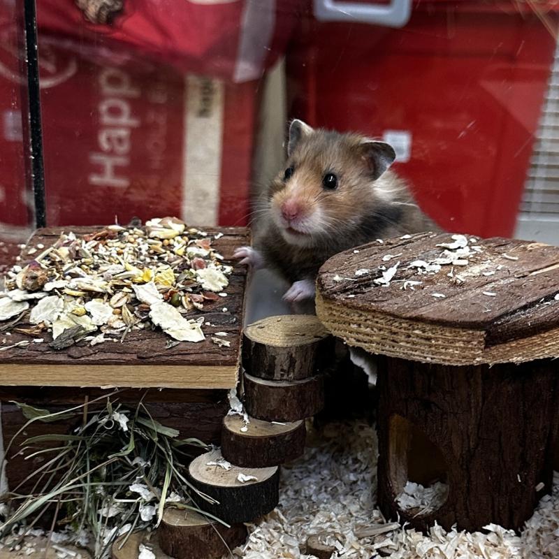 Die liebenswerte Bella