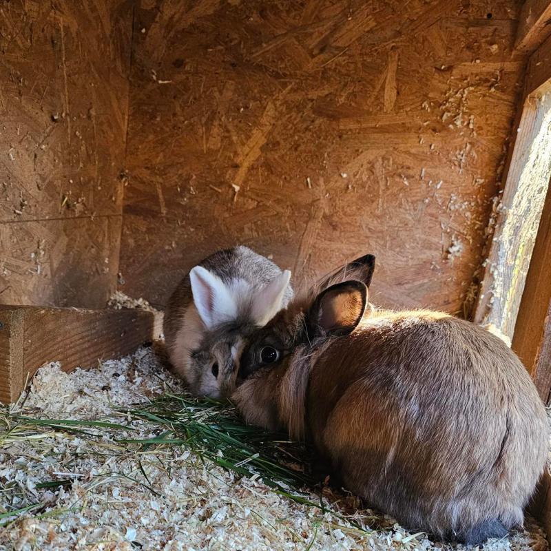 Rückmeldung von Cookie und Brownie