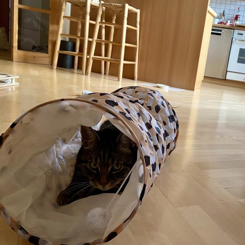 Rückmeldung von Tiger
