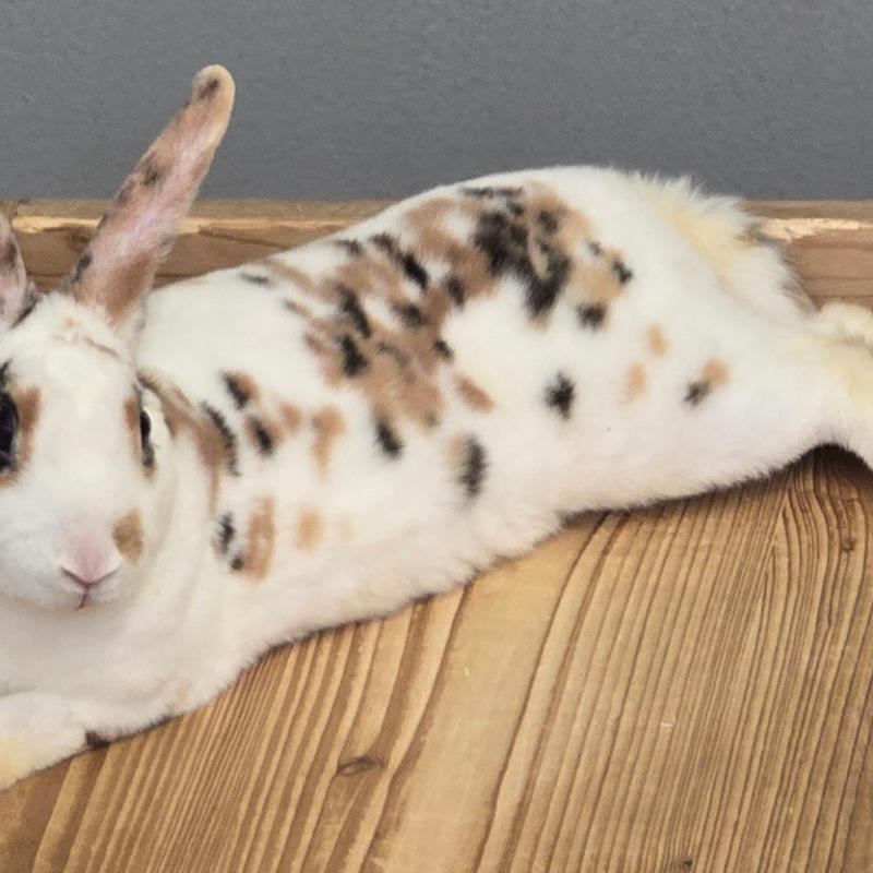 liebevolle Pippa